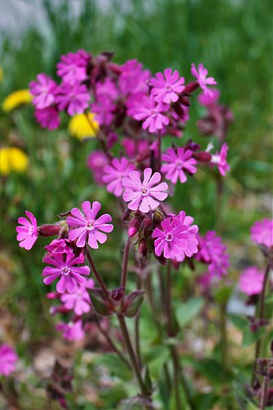 image relating to crowflower