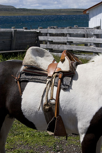 image relating to saddle-girth