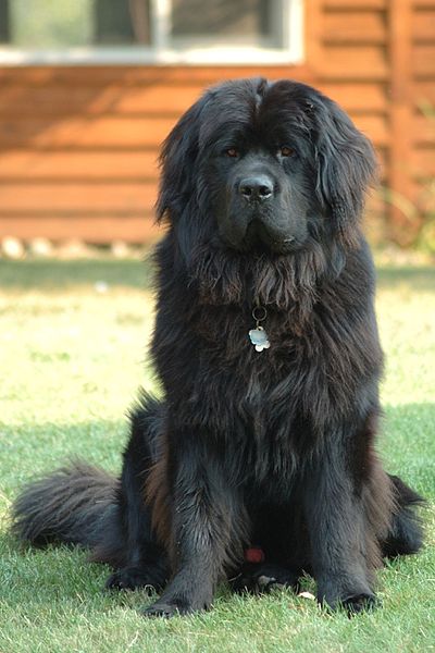 image relating to Newfoundland dog