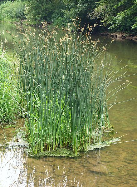 image relating to bulrush