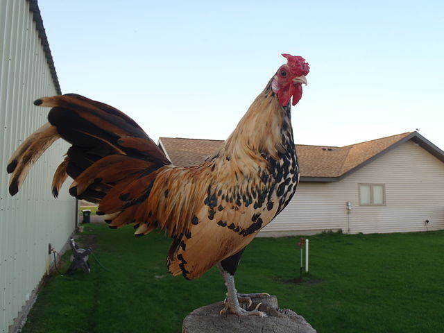 image relating to bantam