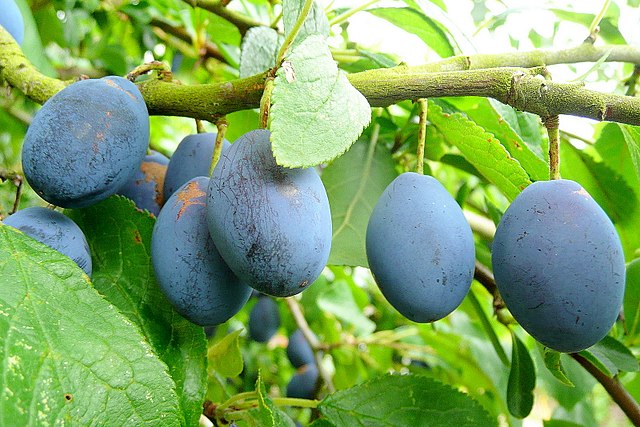 image relating to damson