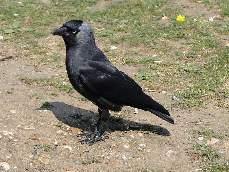 image relating to jackdaw