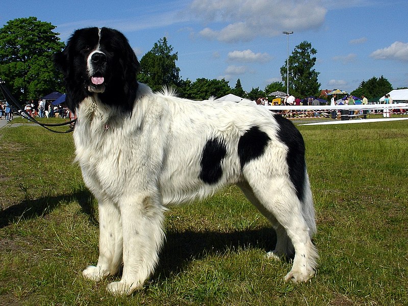 image relating to Newfoundland dog