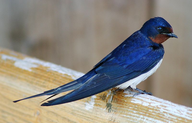 image relating to barn swallow