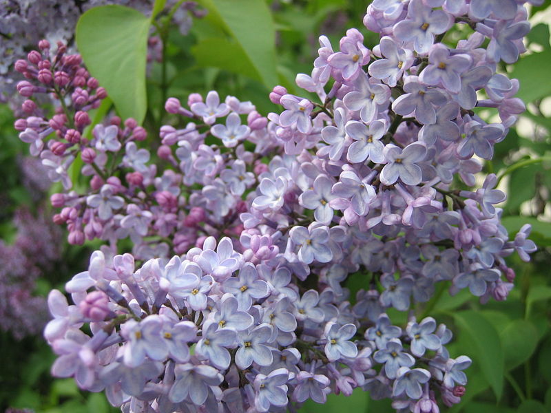 image relating to syringa