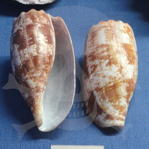 image relating to cowrie