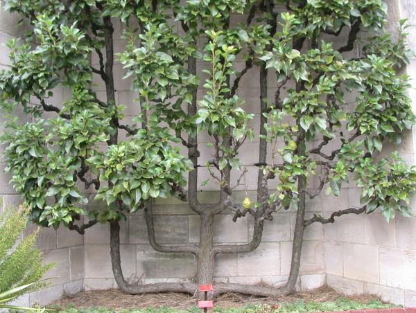 image relating to espalier