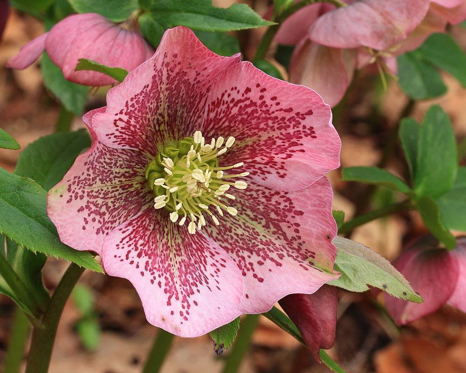 image relating to hellebore