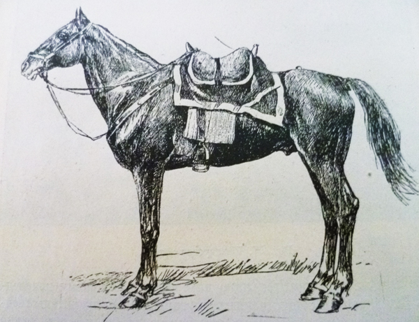 image relating to Don horse