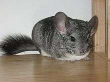 image relating to chinchilla