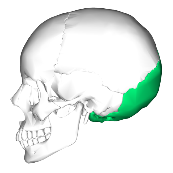 image relating to occipital
