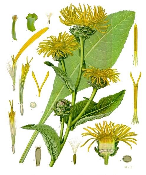 image relating to elecampane