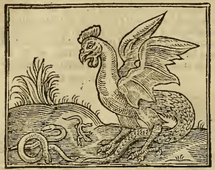 image relating to basilisk