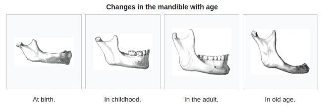 image relating to mandible