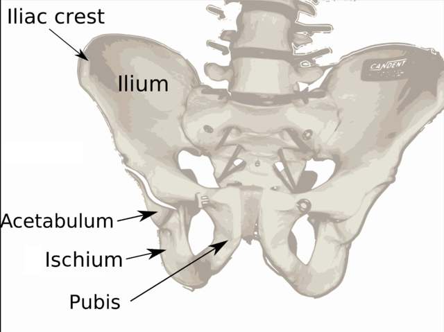 image relating to ilium