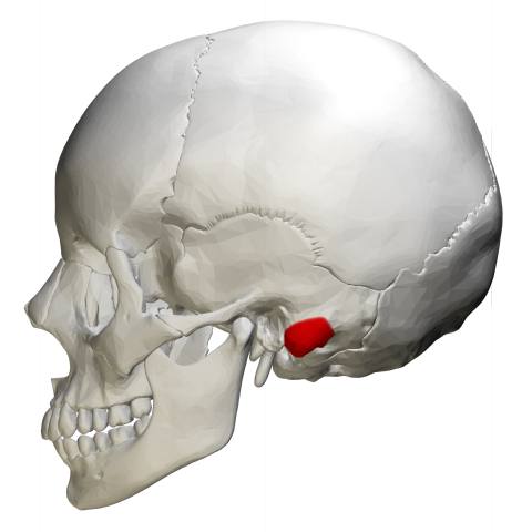 image relating to mastoid