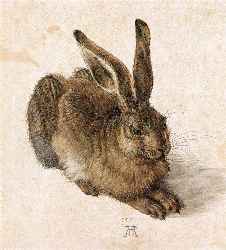 image relating to leveret