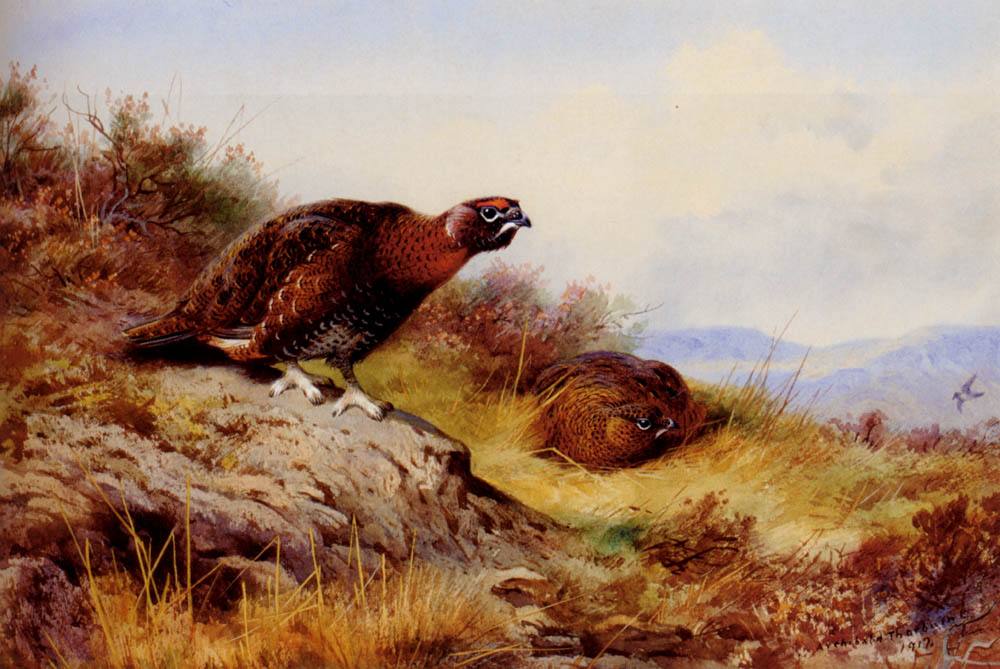 image relating to grouse