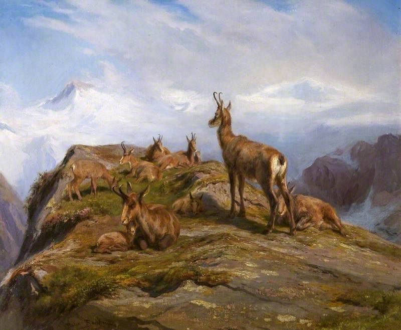 image relating to chamois