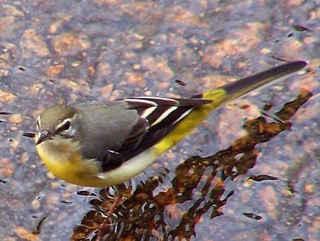 image relating to wagtail