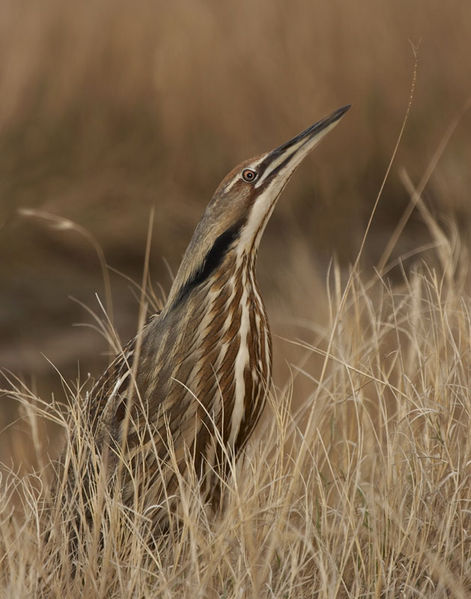 image relating to bittern