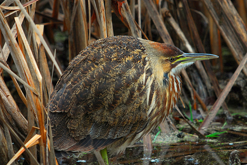 image relating to bittern