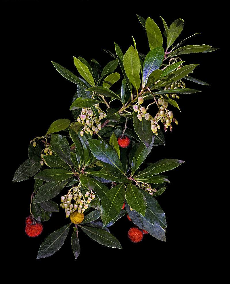 image relating to Arbutus