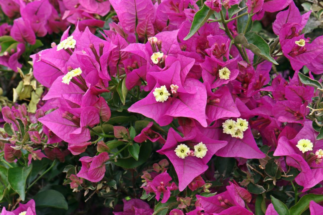 image relating to Bougainvillea