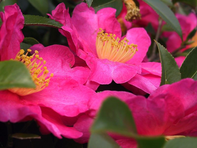 image relating to Camellia