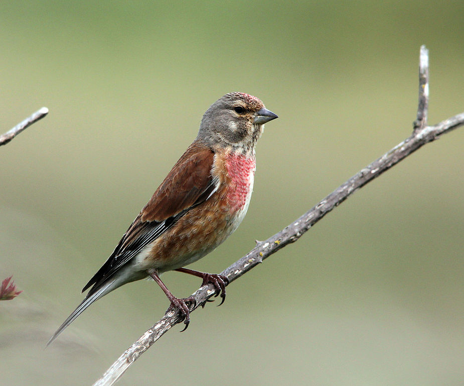 image relating to linnet