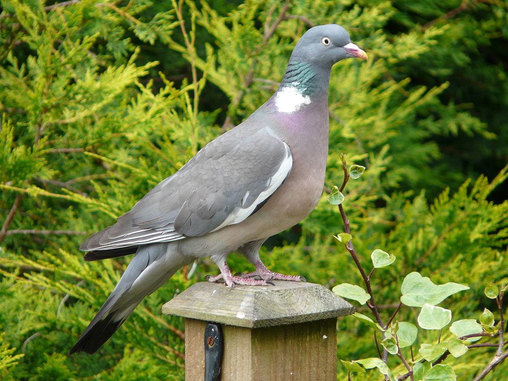 image relating to wood-pigeon