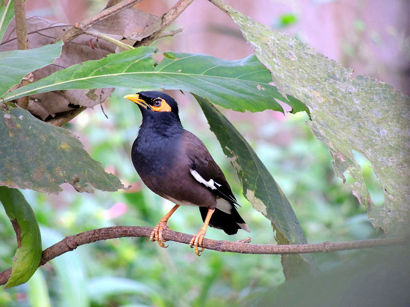 image relating to mynah