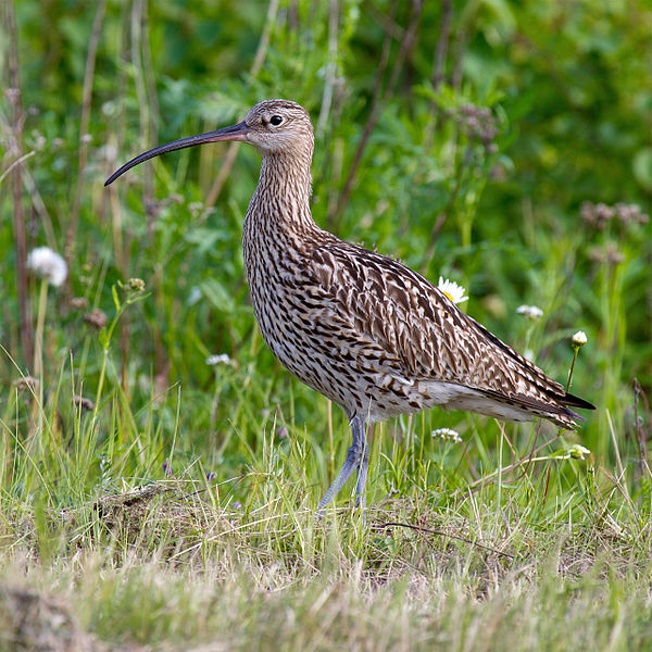 image relating to curlew