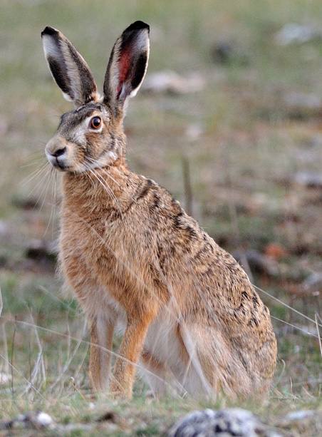 image relating to mad as a March hare