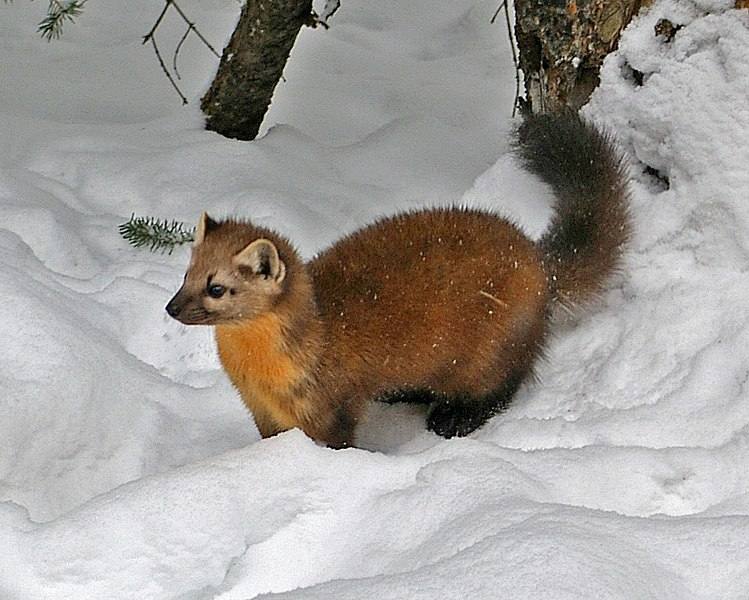 image relating to marten