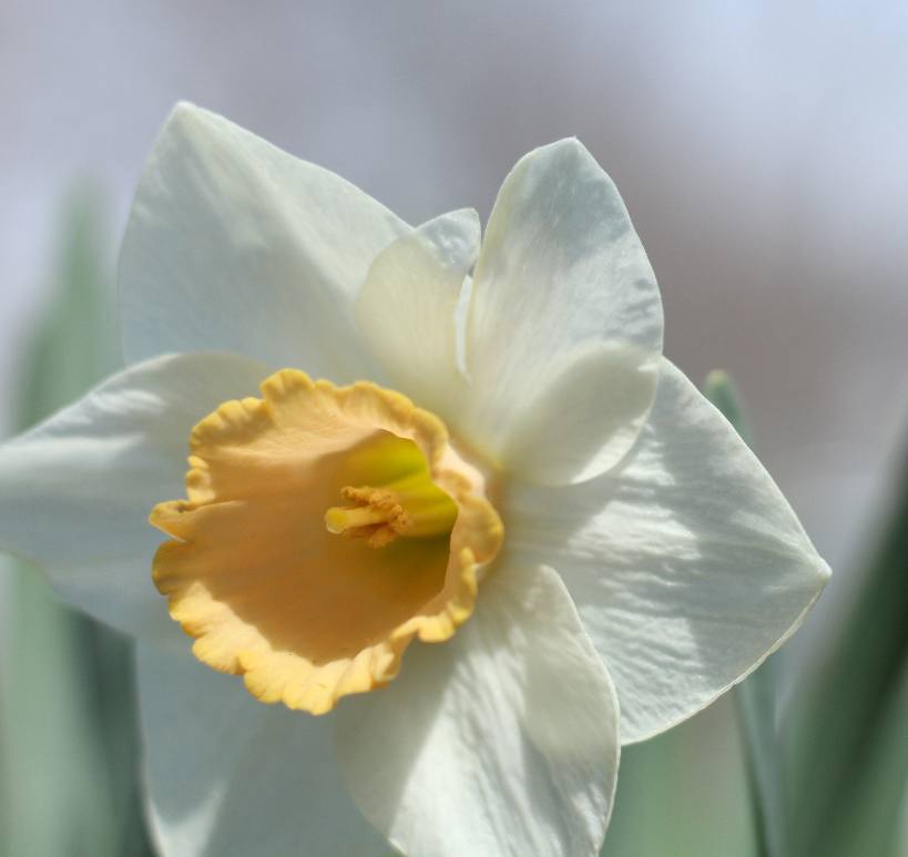 image relating to Narcissus