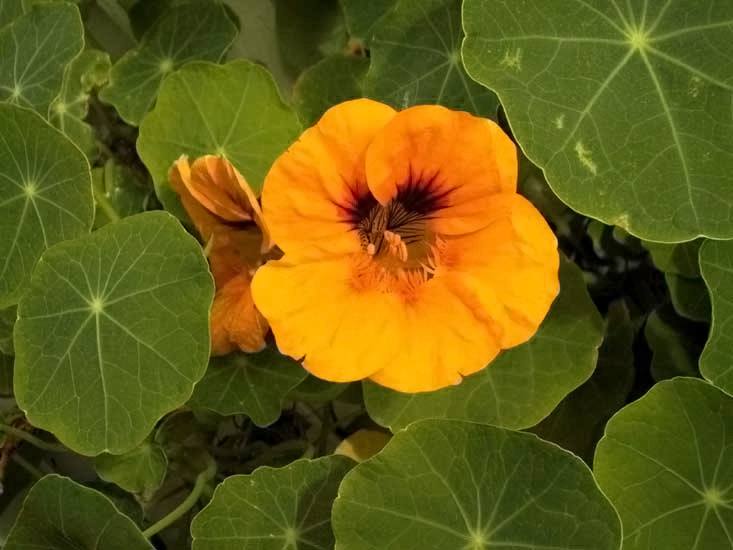 image relating to nasturtium