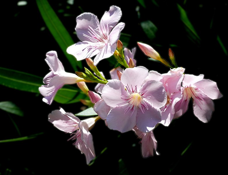 image relating to oleander