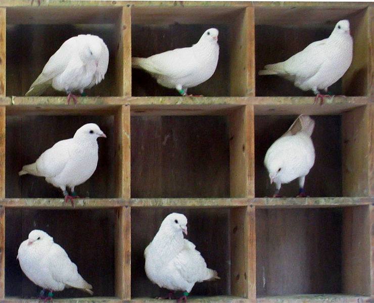 image relating to pigeonhole