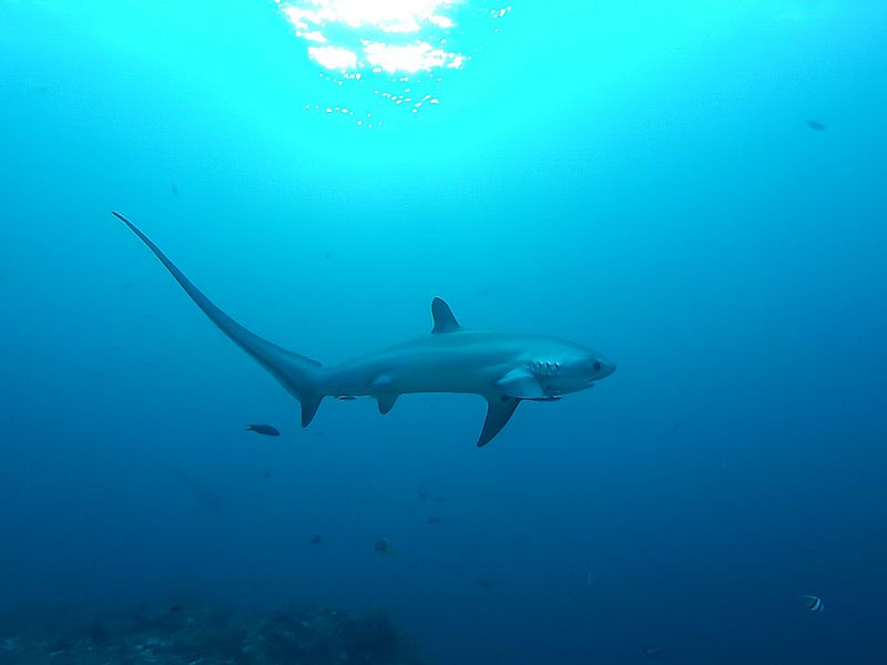 image relating to thresher shark