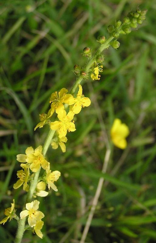 image relating to agrimony