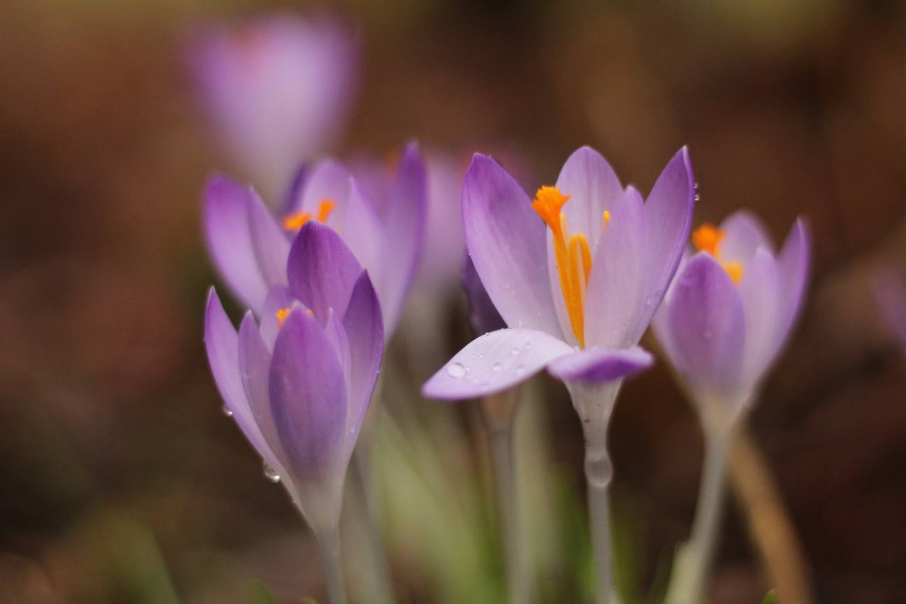 image relating to crocus