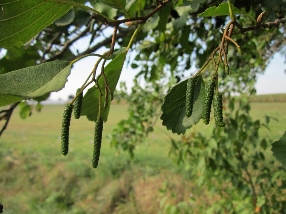 image relating to alder tree