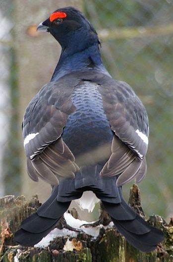 image relating to black grouse