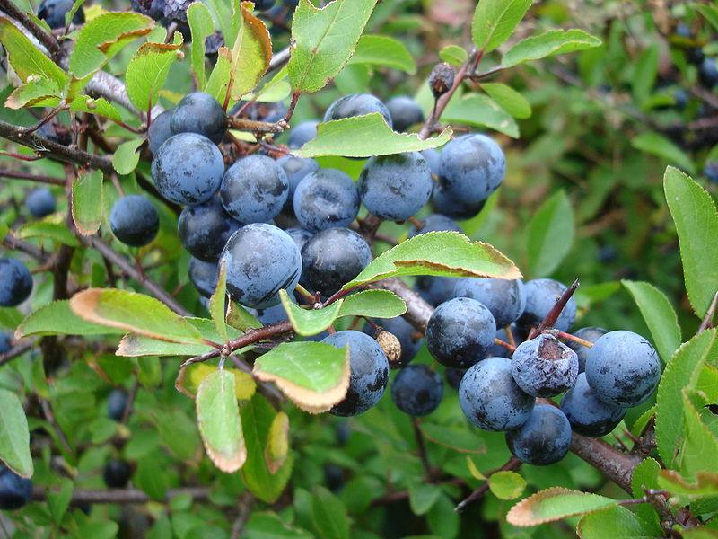 image relating to sloe