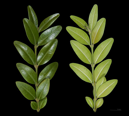 image relating to boxwood