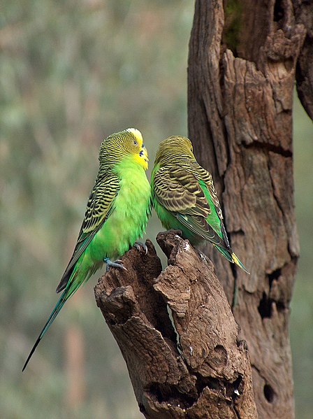 image relating to budgerigar