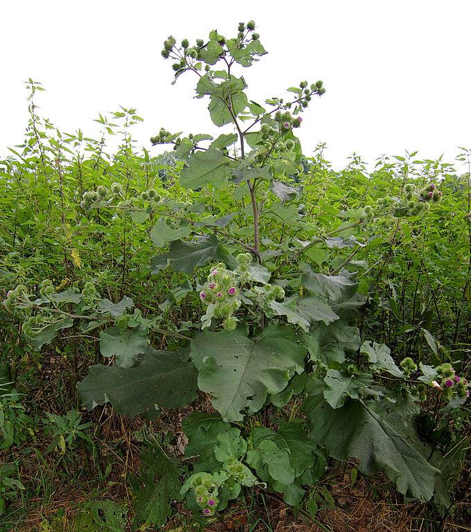 image relating to burdock