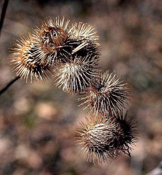 image relating to burdock